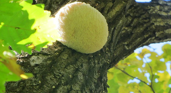 Chinese Lion′s Mane Mushroom Powder Polysaccharides Extract