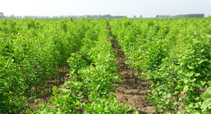 ginkgo biloba extract.jpg