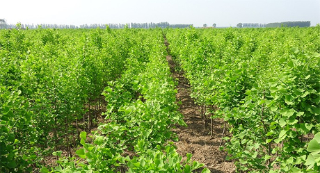 ginkgo biloba extract.jpg